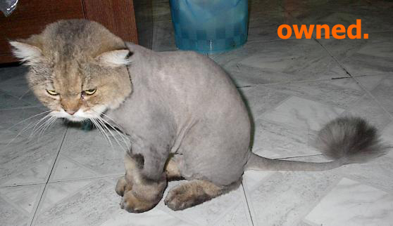 owned-cat shaved