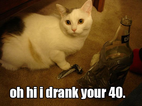 40 cat