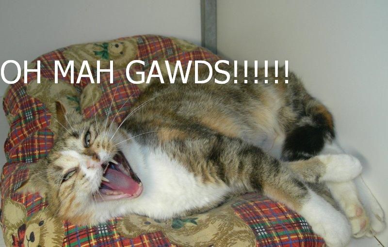 Image result for omg cat