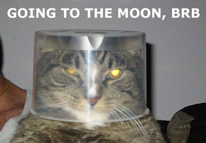 astronaut cat