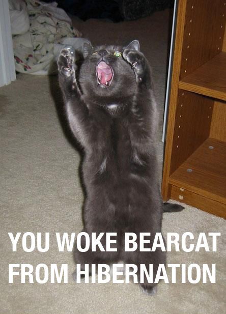 bear cat