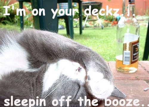 booze_cat.jpg