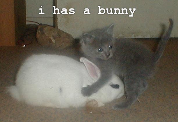 bunny cat