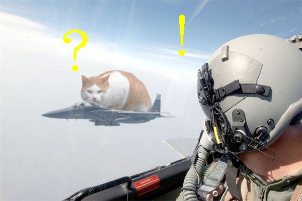 catplane