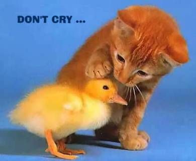 consoling cat