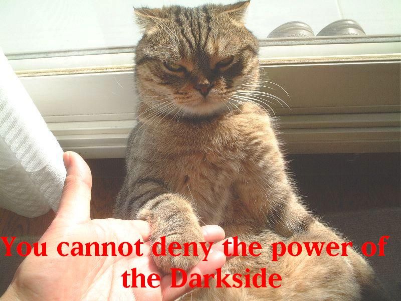 darkside cat