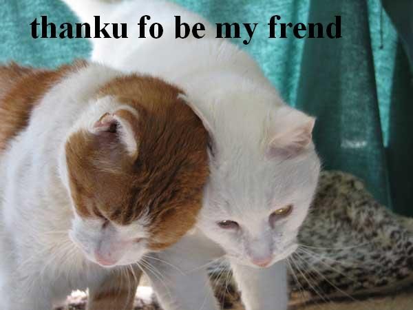 friend cat