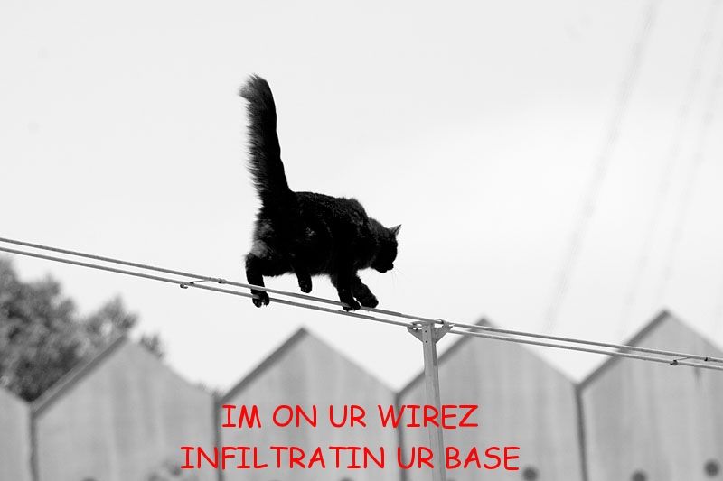 high wire cat