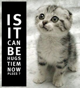 hug cat