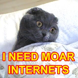 internets cat