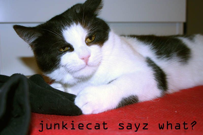 junkie cat