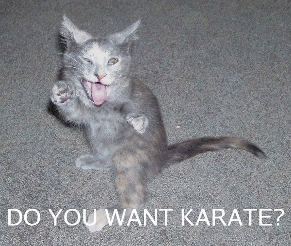 karate cat