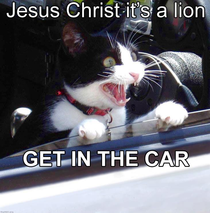 lioncarcat