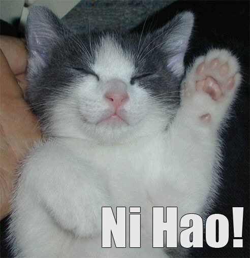 ni hao cat