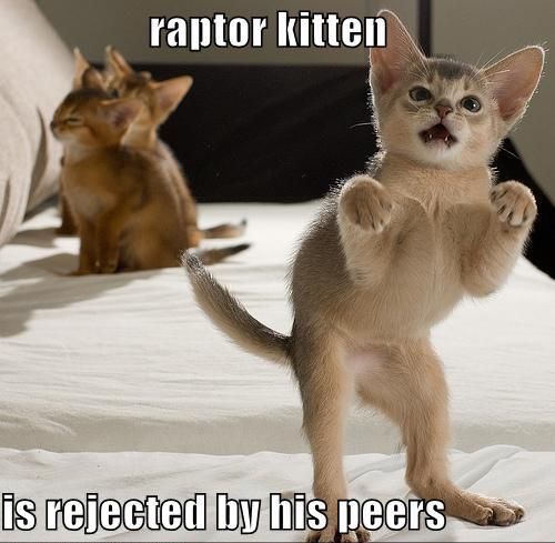 raptor_kitten.jpg