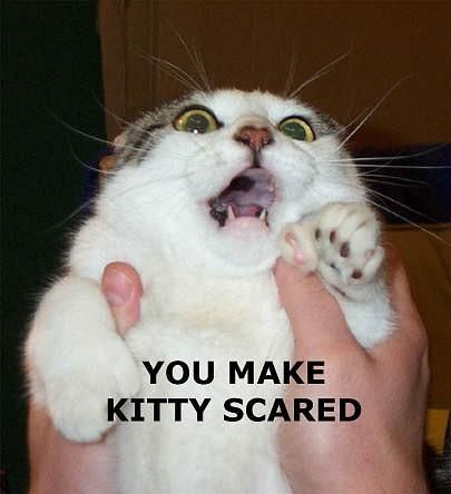 scared cat