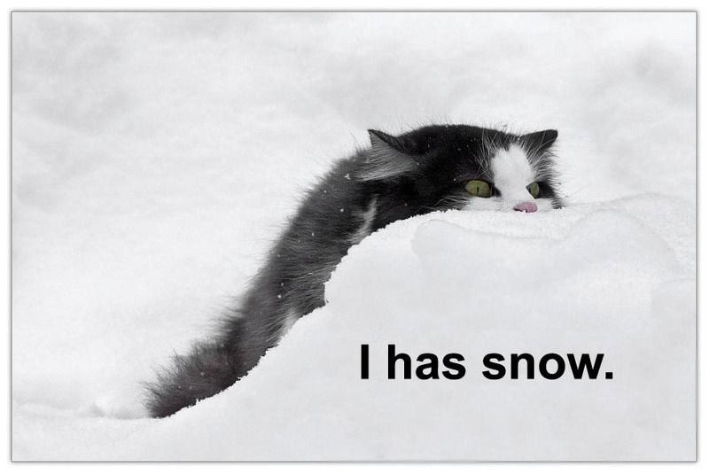 snow cat