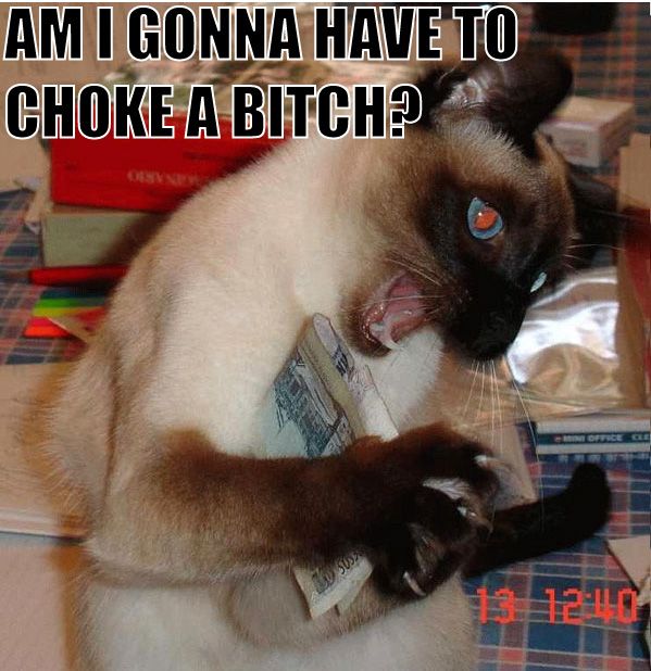temper cat