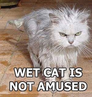 wet cat