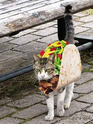 Taco cat