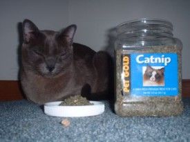 Catnip Cat