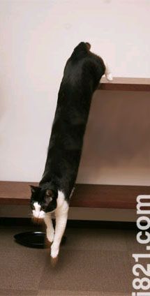 Long cat