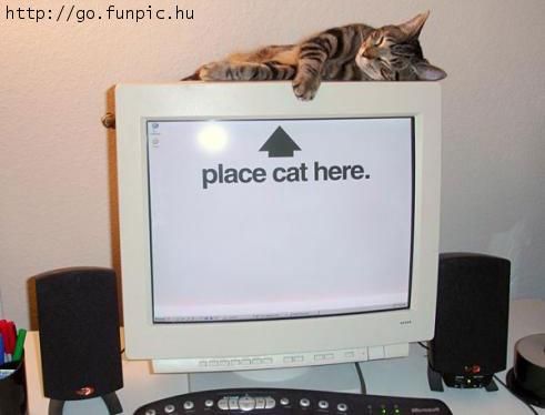 cat 203