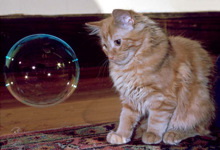 cat bubble