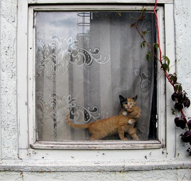 Cats in Window