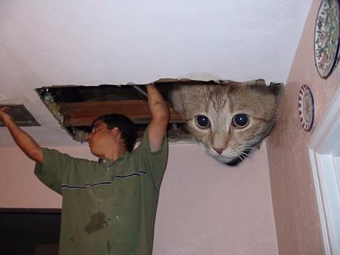 cieling_cat_big.jpg