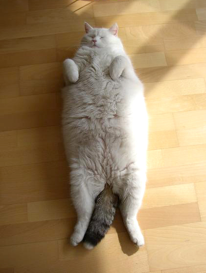 fat cat