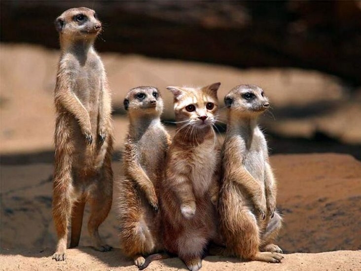 meerkats