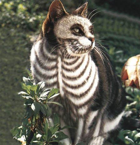 halloween cat