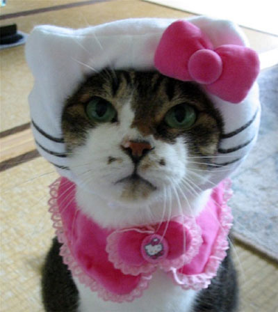 Hello Kitty Cat