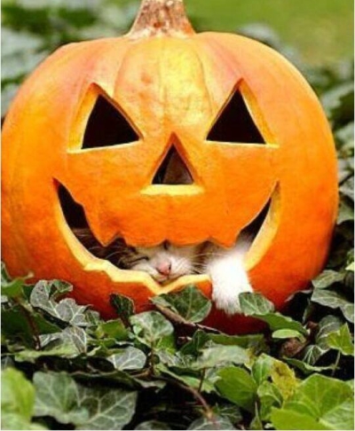 Jack O Kitty