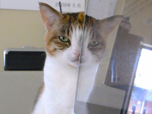 Mirrored Cat