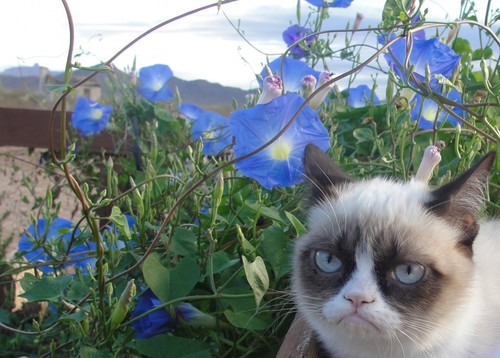 Grumpy cat