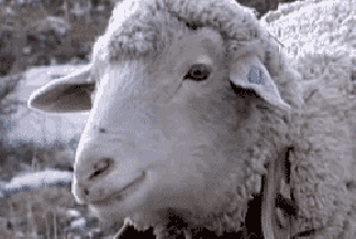 Sheep Grazing Reporter