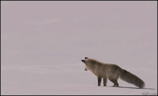 Fox snow hunting pounce