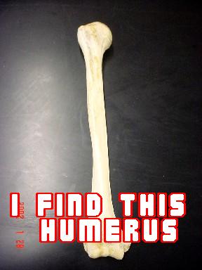 Humerus