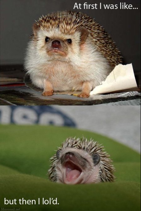 lol_hedgehog.jpg