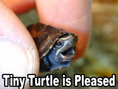 Tiny Turtle