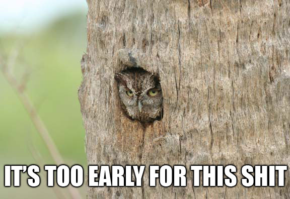 morning owl