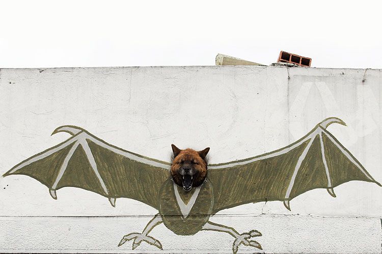 batdog