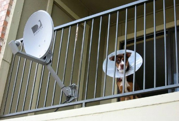 dish dog