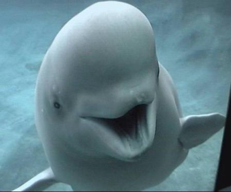 happy beluga