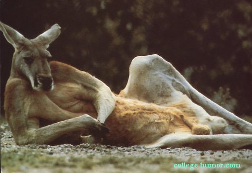 kangaroo centerfold