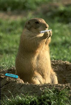 marijuana hampster rollin weed.jpg