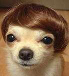 Toupee Dog