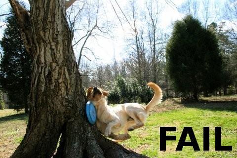 Fail Dog